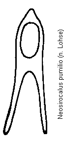 neosirocalus_pumilio.gif