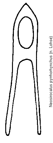 neosirocalus_pyrrhorhynchus.gif