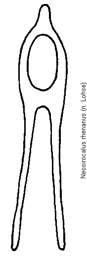 neosirocalus_rhenanus.gif