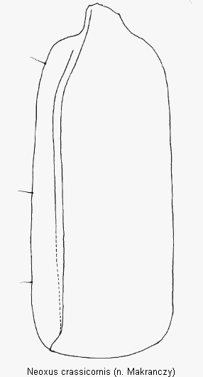 neoxus_crassicornis_fld.gif