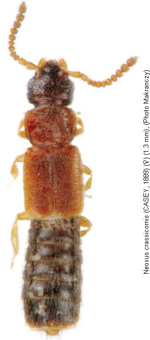 neoxus_crassicornis_hab.jpg