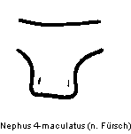 nephus_4-maculatus_vbr.gif