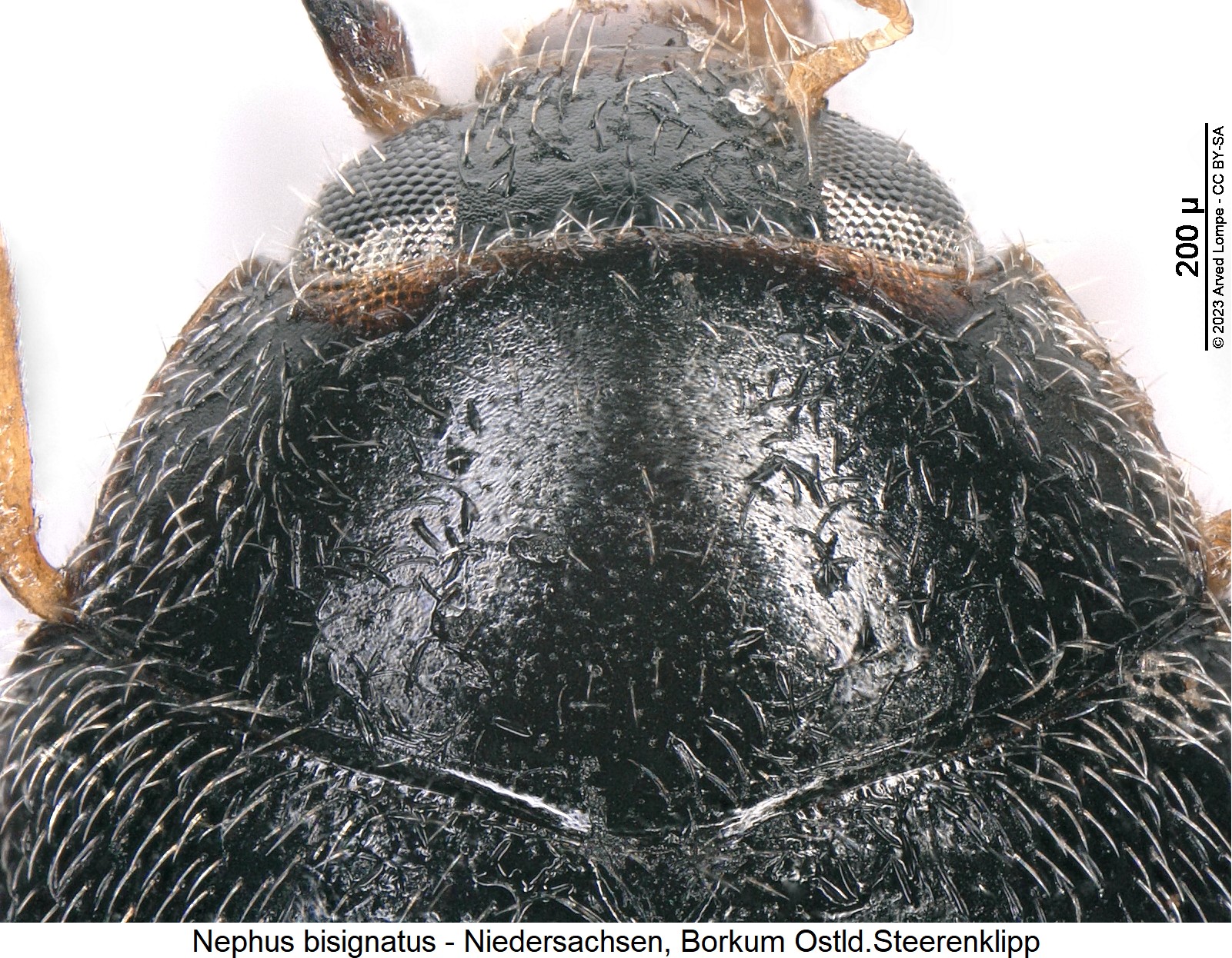 nephus_bisignatus_hsch.jpg