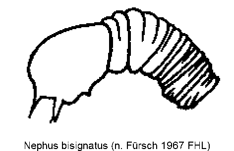 nephus_bisignatus_sperm.gif