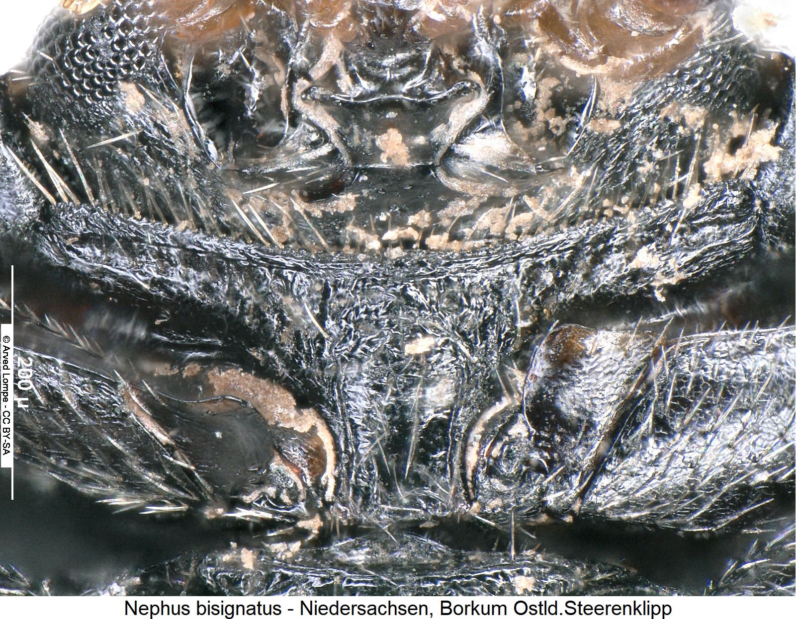 nephus_bisignatus_vbr.jpg