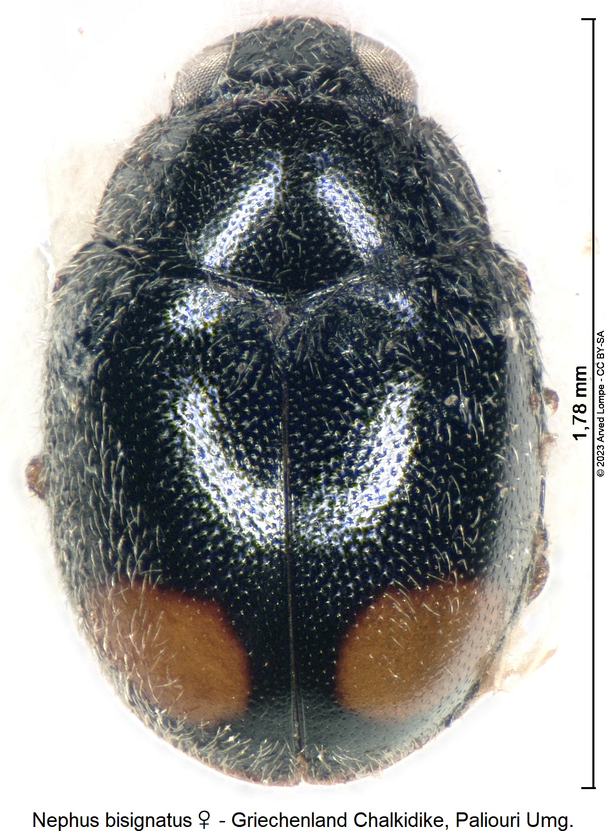 nephus_bisignatus_w_hab.jpg