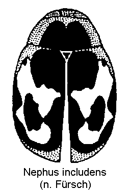 nephus_includens_hab.gif