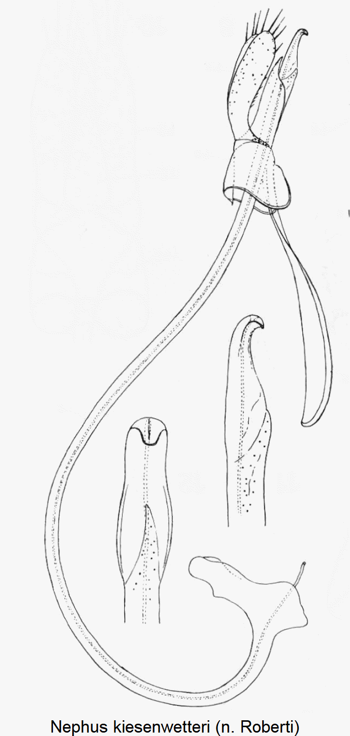 nephus_kiesenwetteri-1.gif
