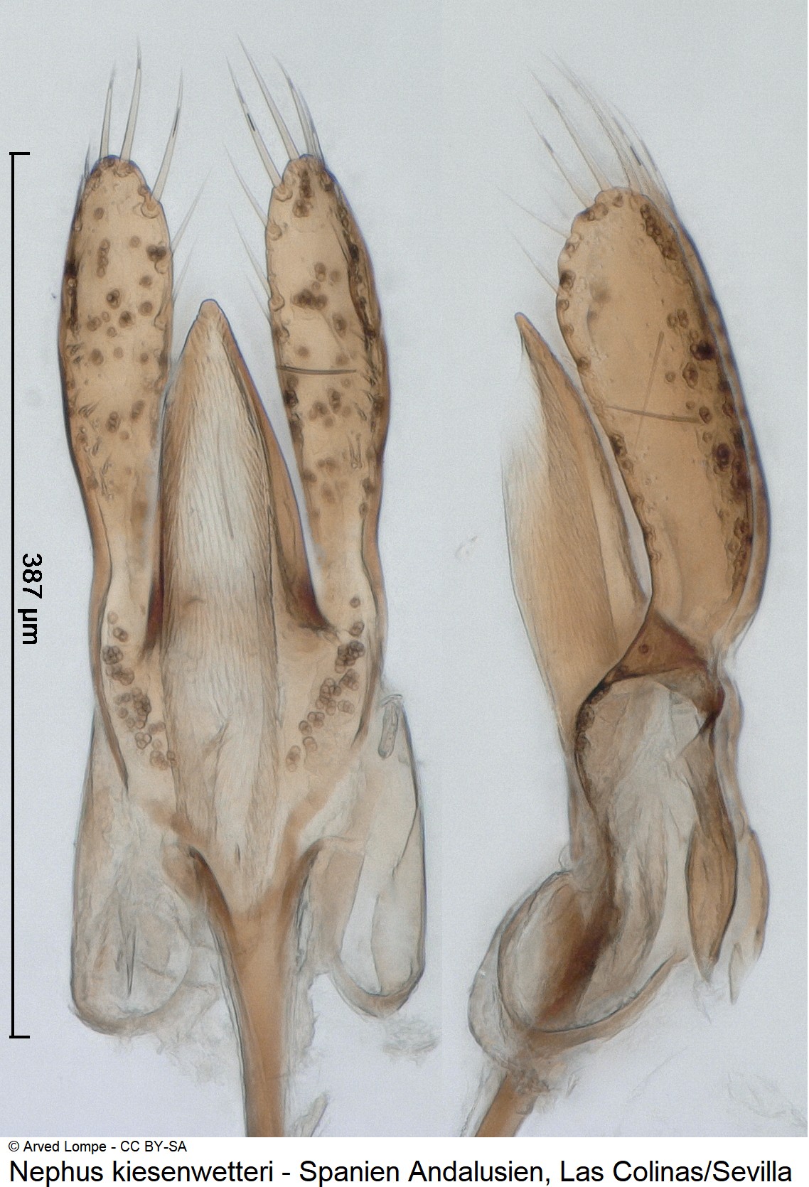 nephus_kiesenwetteri_ck34512692.jpg