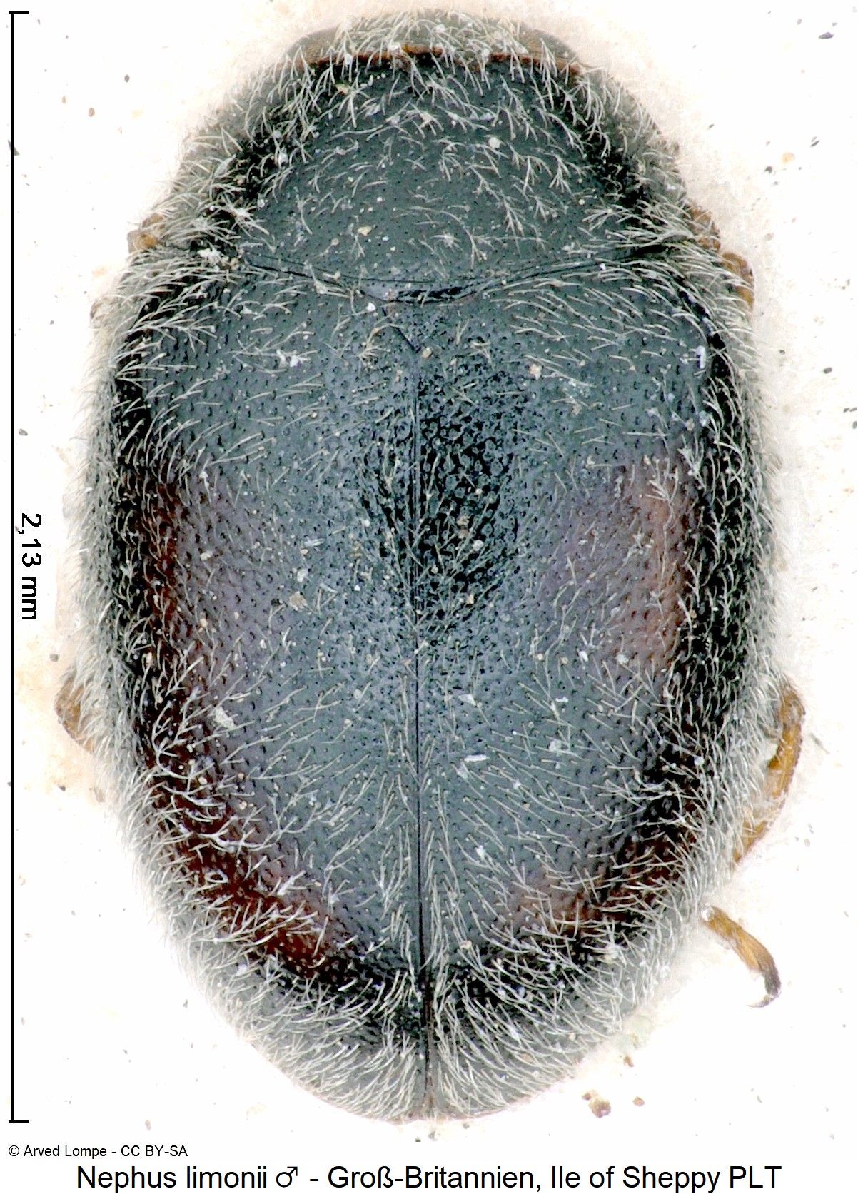 nephus_limonii_m_ck37277255_plt_hab.jpg