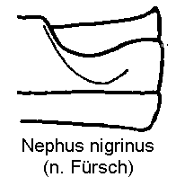 nephus_nigrinus_us.gif