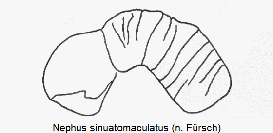 nephus_sinuatomaculatus_sperm.gif