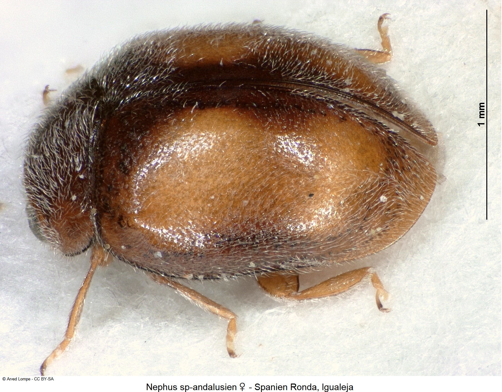 nephus_sp-andalusien_w_sa.jpg