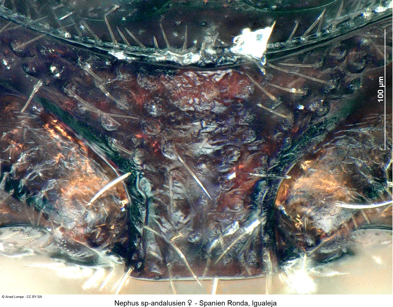 nephus_sp-andalusien_w_vbr.jpg