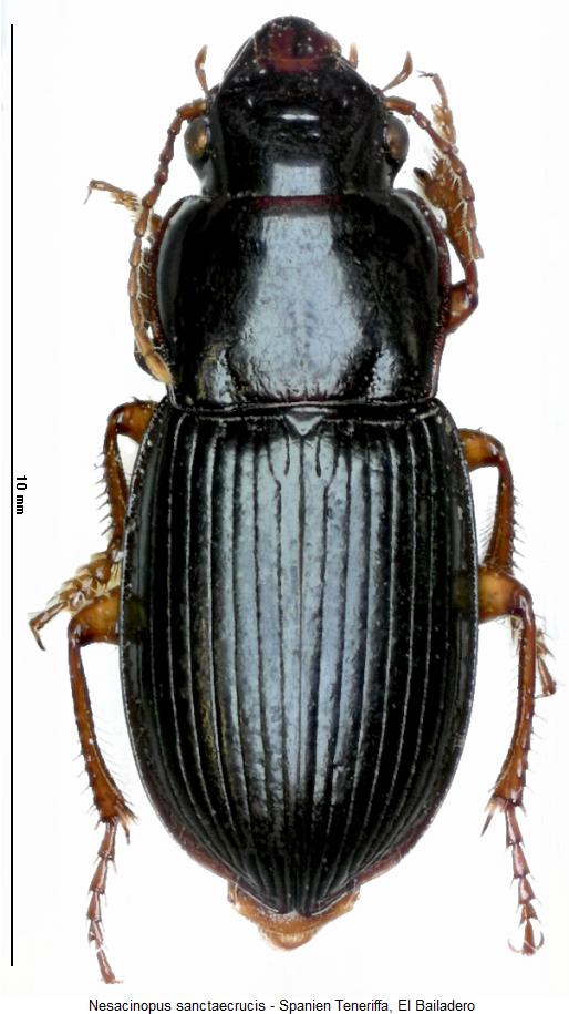 nesacinopus_sanctaecrucis_hab.jpg
