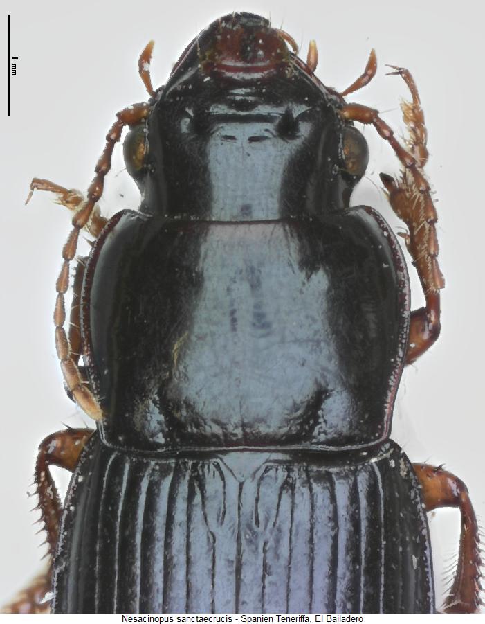 nesacinopus_sanctaecrucis_vk.jpg