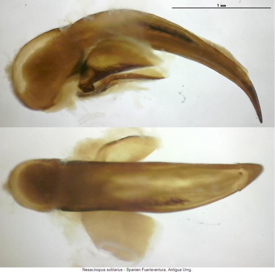nesacinopus_solitarius.jpg