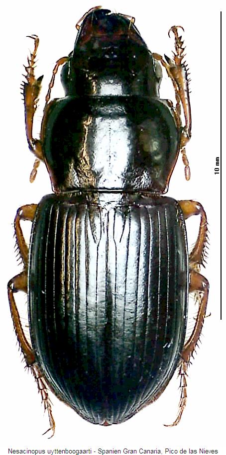 nesacinopus_uyttenboogaarti_hab.jpg