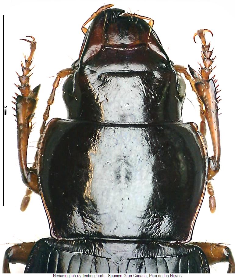 nesacinopus_uyttenboogaarti_vk.jpg