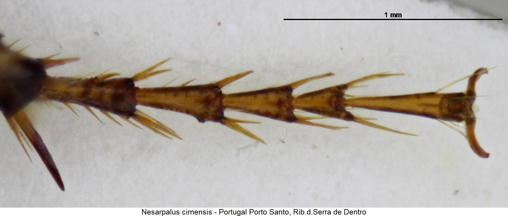 nesarpalus_cimensis_htr.jpg