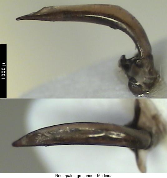 nesarpalus_gregarius.jpg