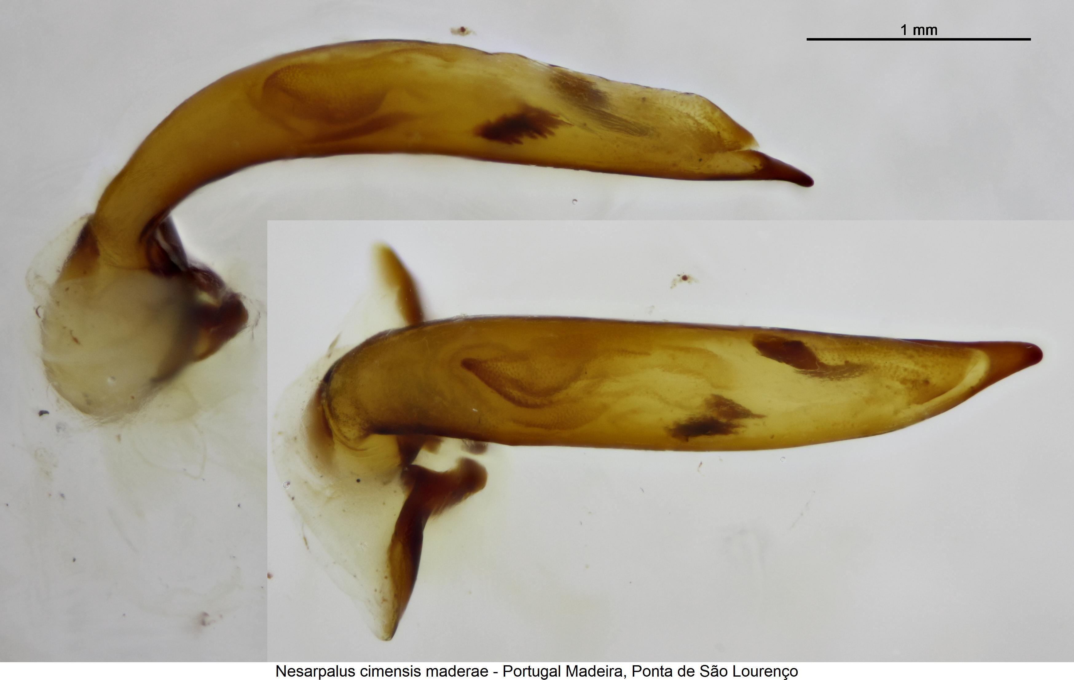 nesarpalus_maderae.jpg