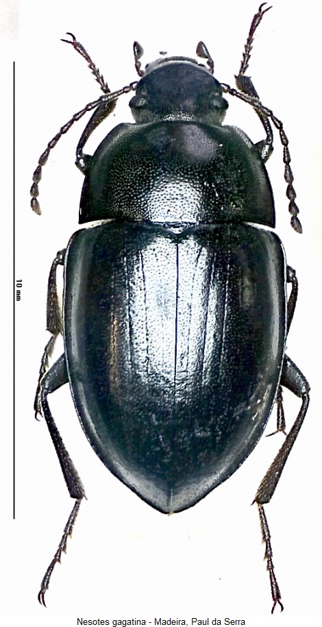 nesotes_gagatina_hab.jpg