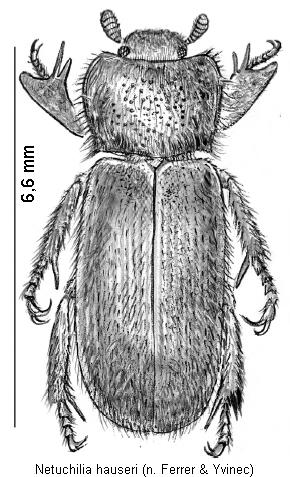 netuchilia_hauseri_hab.jpg