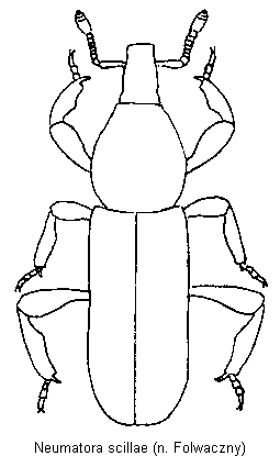 neumatora_scillae_hab.gif