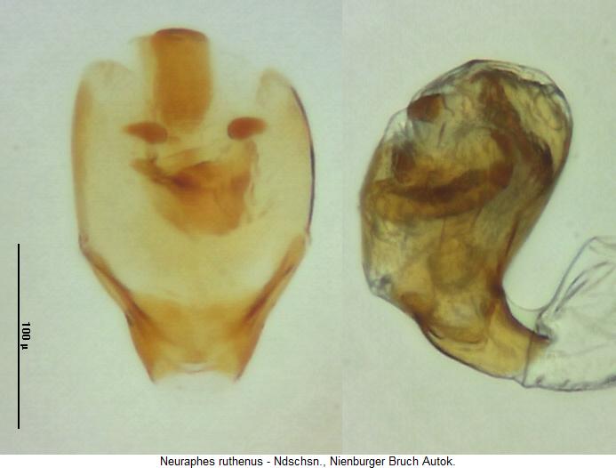 neuraphes_ruthenus2.jpg