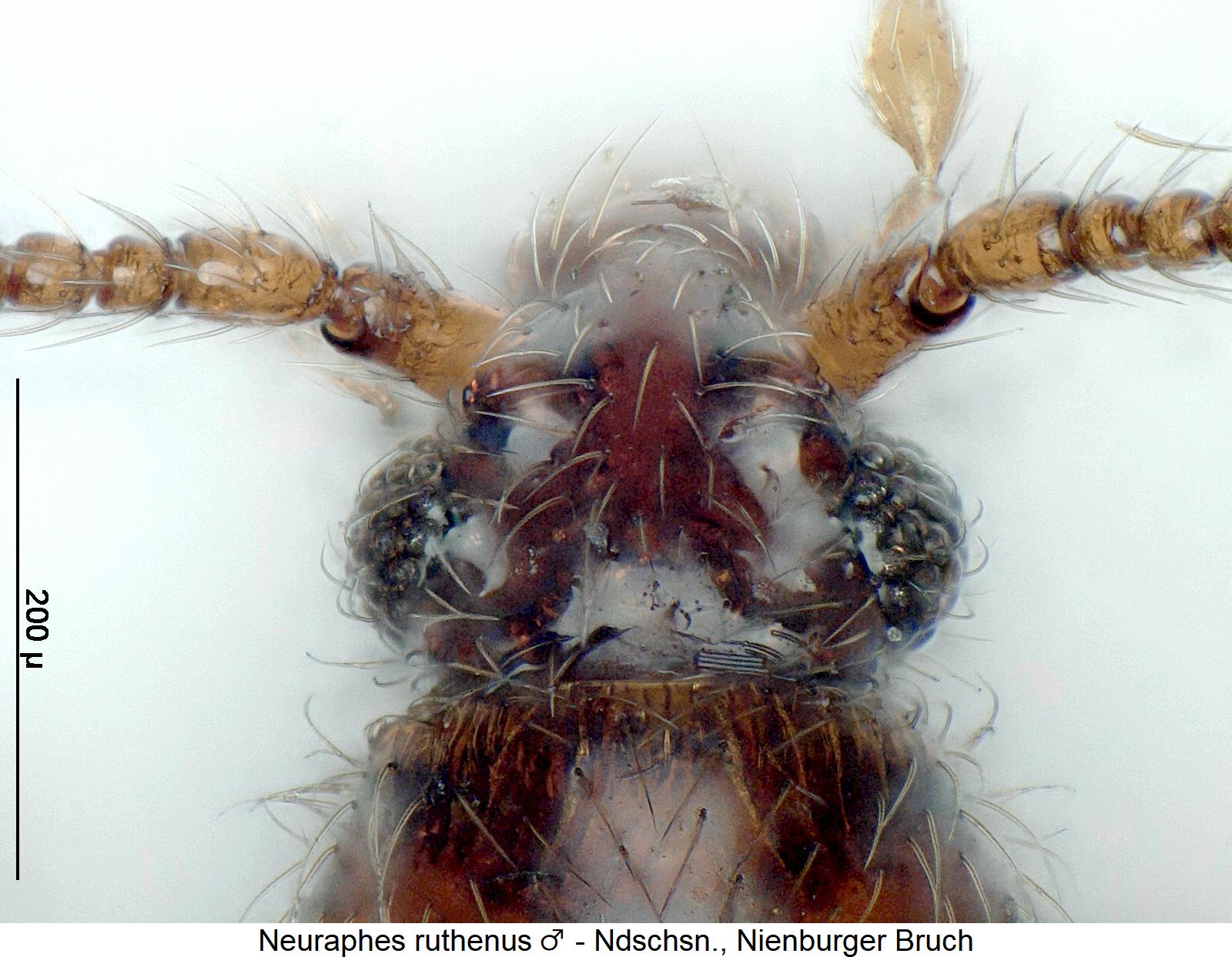 neuraphes_ruthenus_m_k.jpg