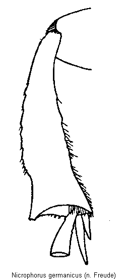 nicrophorus_germanicus_hschn.gif