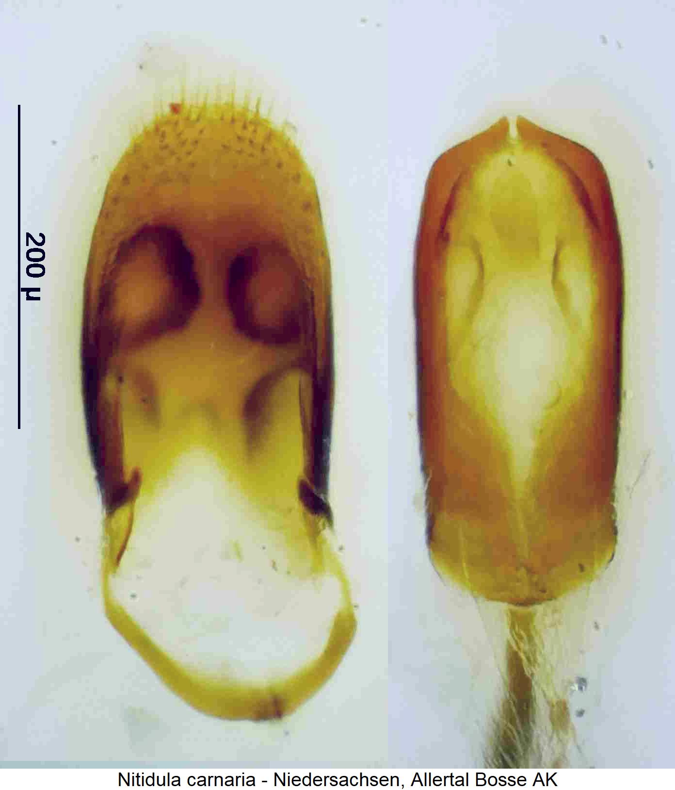 nitidula_carnaria.jpg