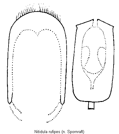 nitidula_rufipes.gif