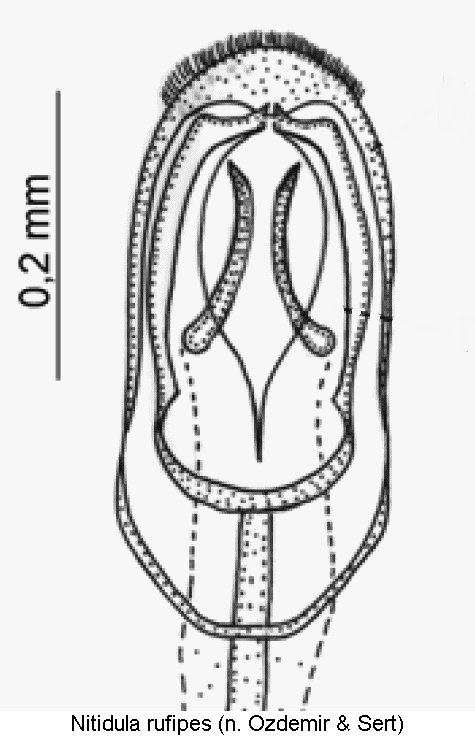 nitidula_rufipes1.gif