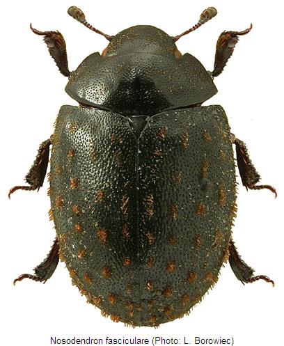 nosodendron_fasciculare_hab.jpg