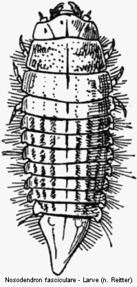 nosodendron_fasciculare_larve.gif