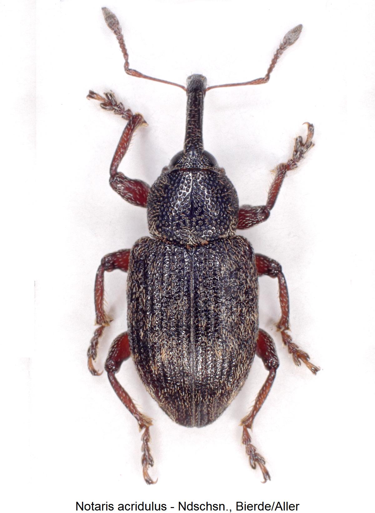 notaris_acridulus_hab1.jpg