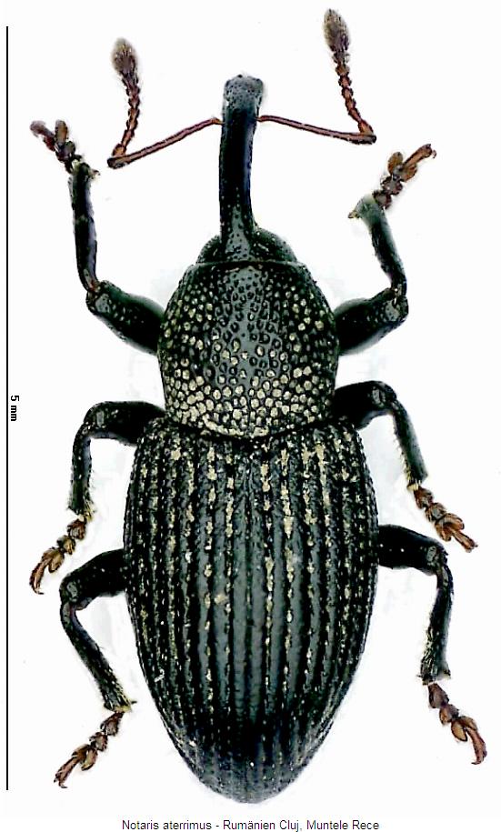 notaris_aterrimus_hab.jpg