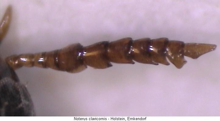 noterus_clavicornis_f.jpg