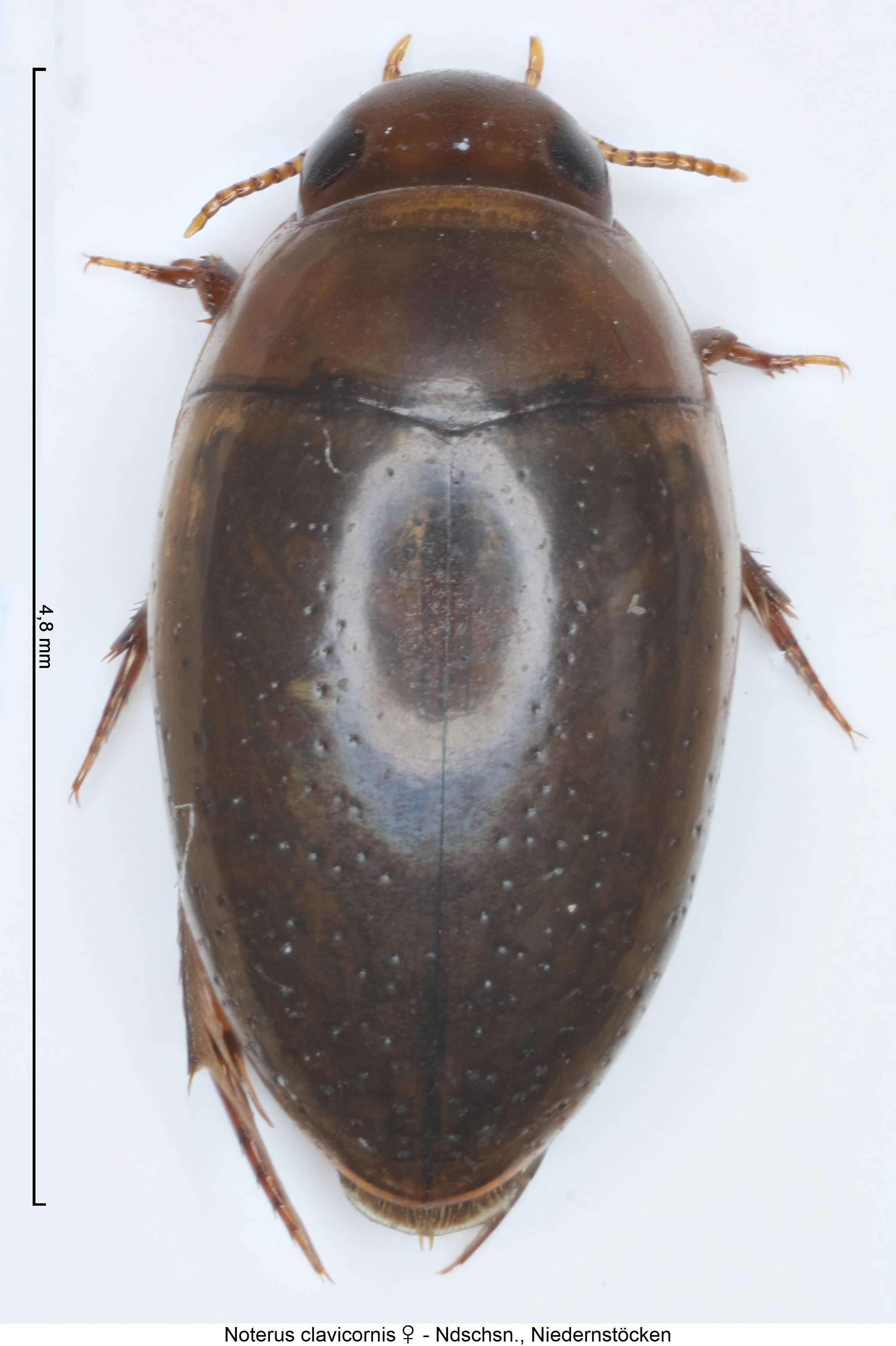 noterus_clavicornis_hab1.jpg
