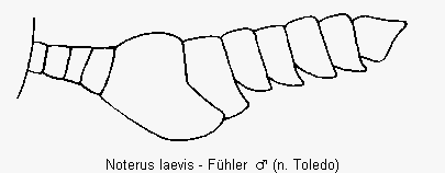 noterus_laevis_fhlr.gif