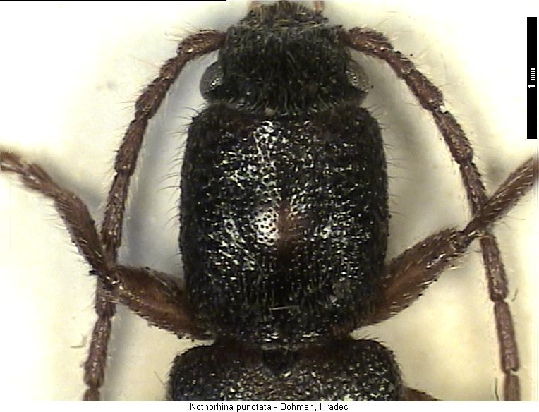 nothorhina_punctata_vk.jpg