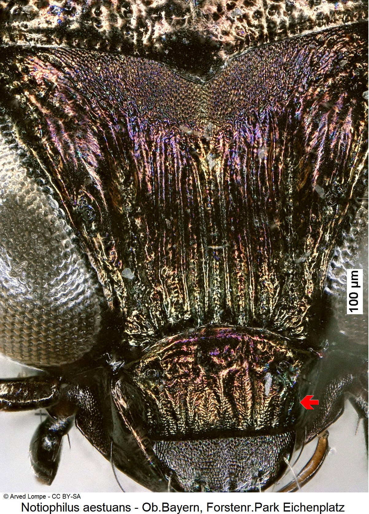 notiophilus_aestuans_ck262_k.jpg