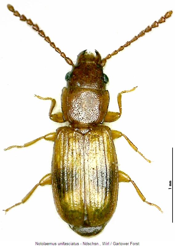 notolaemus_unifasciatus_hab.jpg