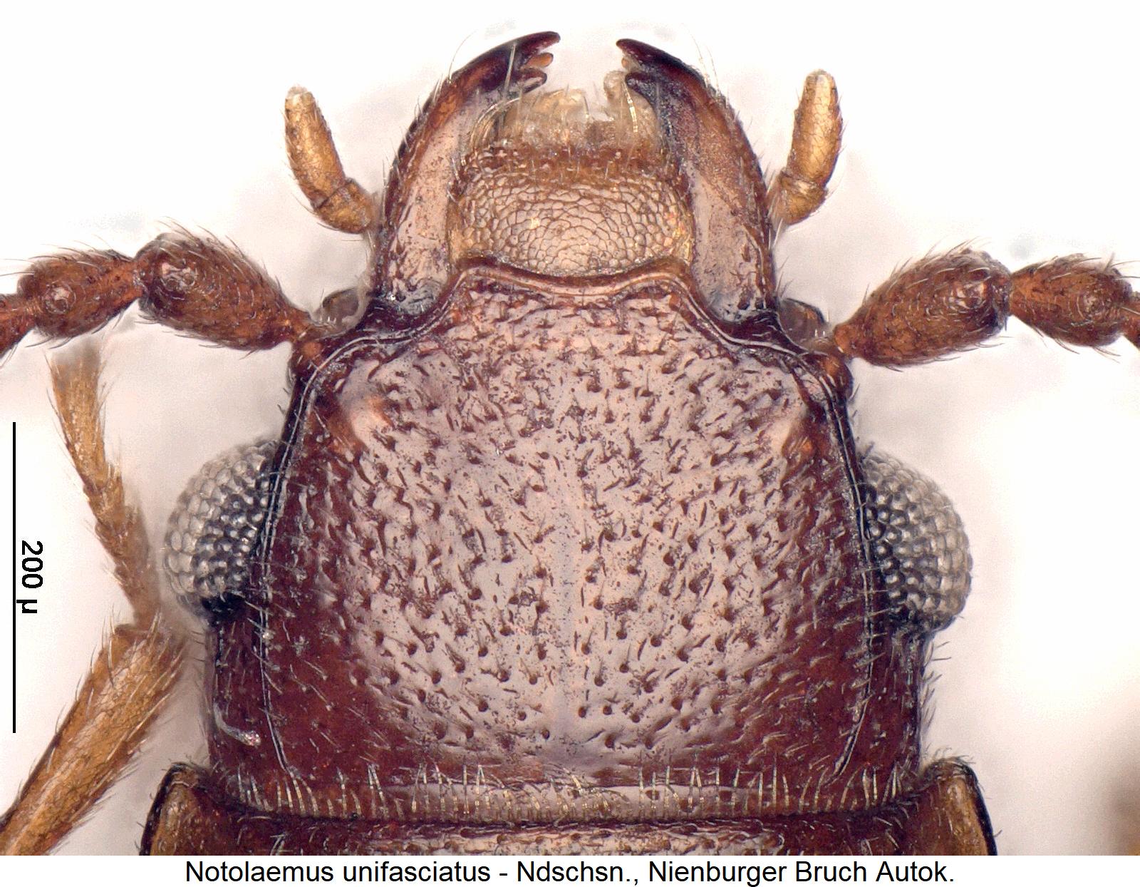 notolaemus_unifasciatus_k.jpg