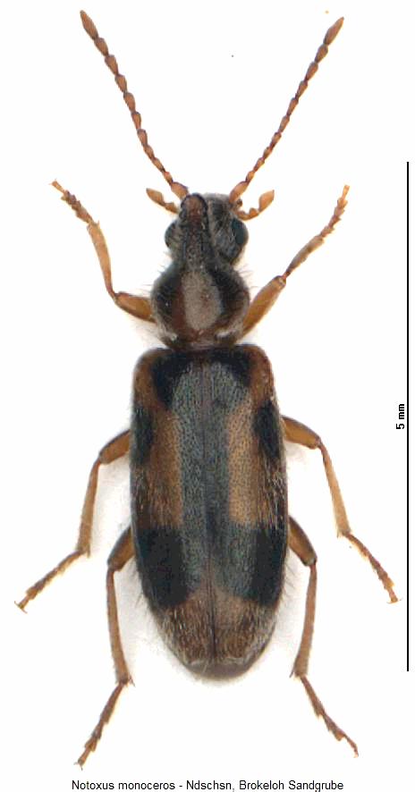 notoxus_monoceros_hab.jpg