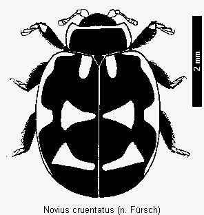 novius_cruentatus_hab.gif