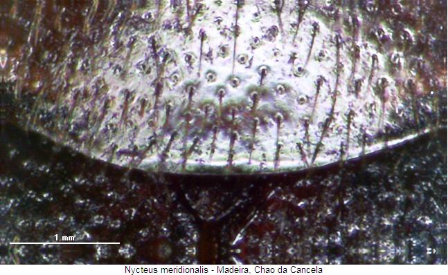 nycteus_meridionalis_hsch.jpg