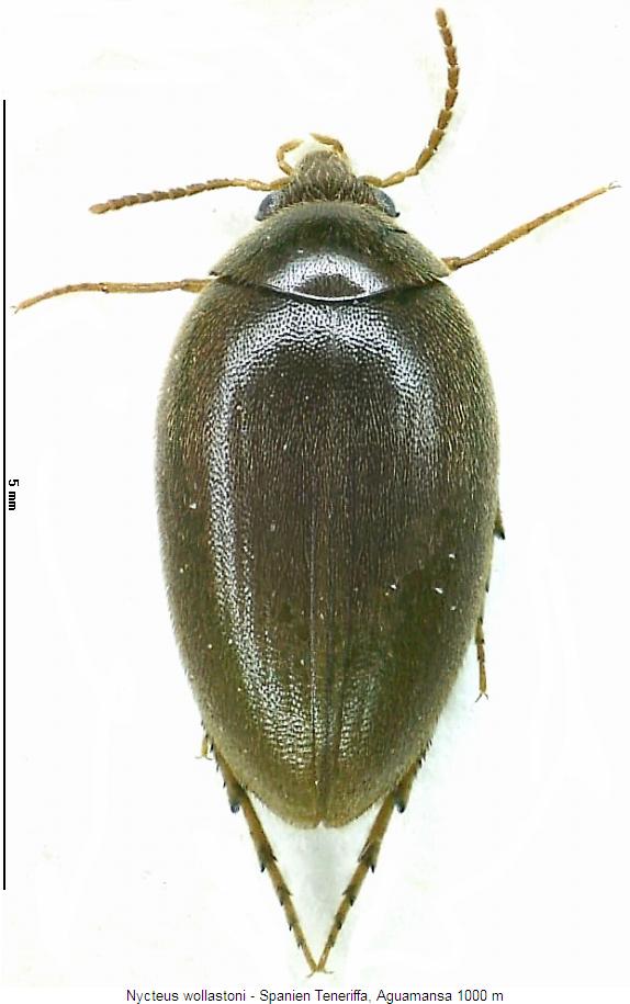 nycteus_wollastoni_hab.jpg